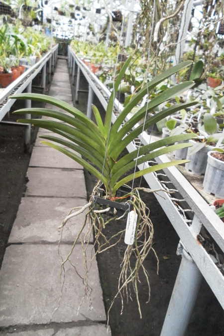 Vanda Pranermprai x Ascocenda Phairot x Vanda Srakaew.jpg