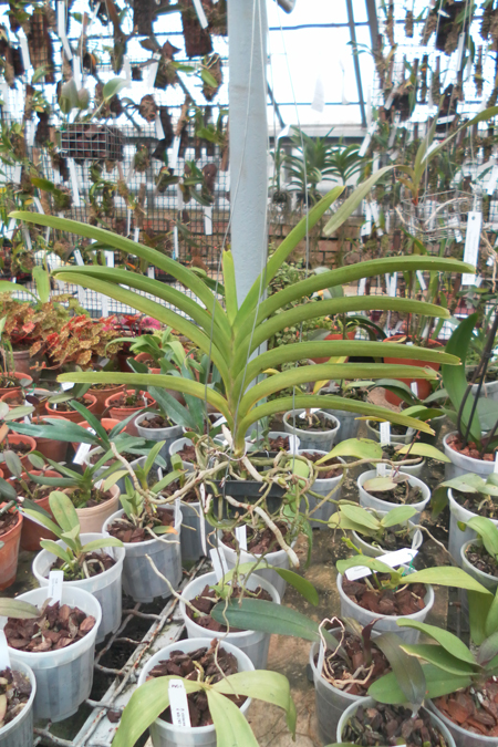 Vanda Sankamphaeng x Vanda Pacharie Delight.jpg