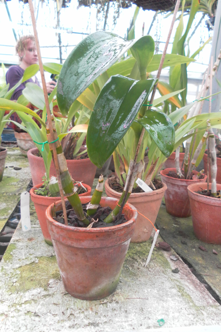 Dendrobium Mao Gold.jpg