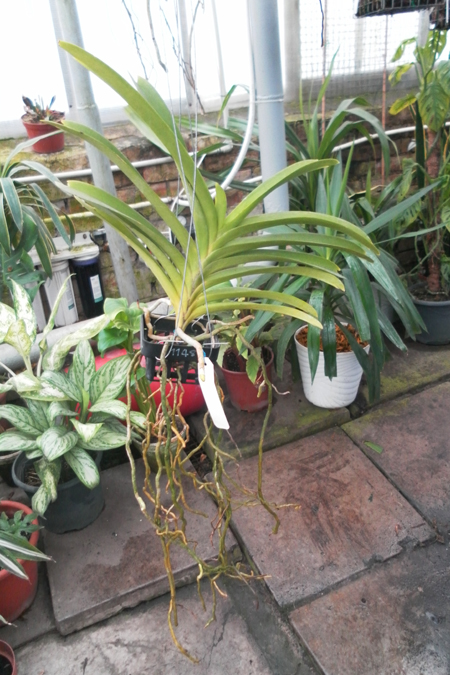 Ascocenda Muang Thong.jpg