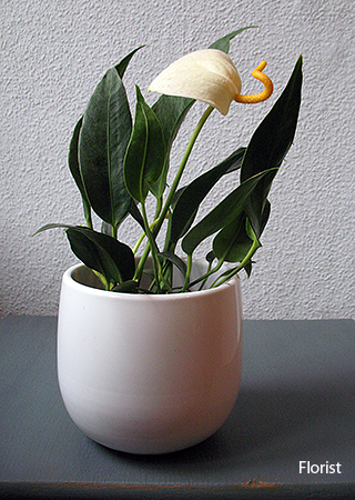 anthurium_shercera_white.jpg