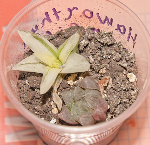 Haworthya cymbiforbis f. variegata и Haworthia cooperi v. truncata