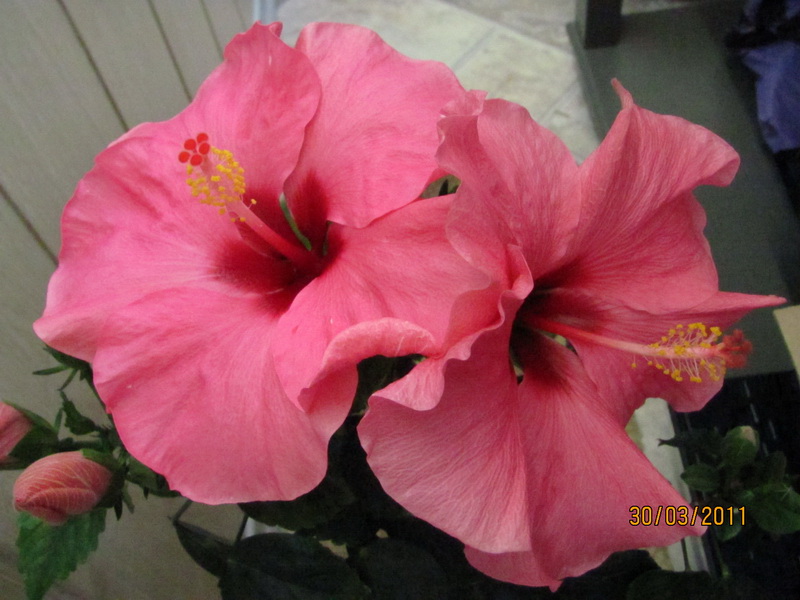 гибиски 003.jpg