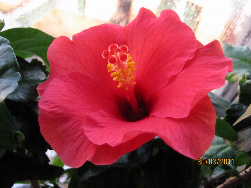 гибиски 006.jpg