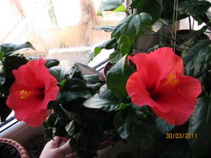 гибиски 005.jpg