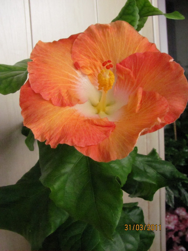 нот рарrika 025.jpg