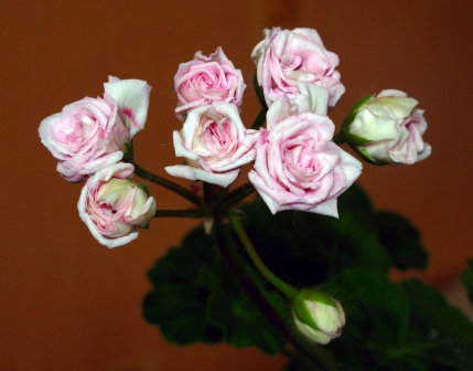 IMG_0061xxx.jpg