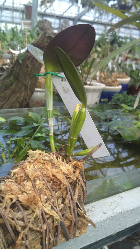 Cattleya schilleriana verde 1.jpg