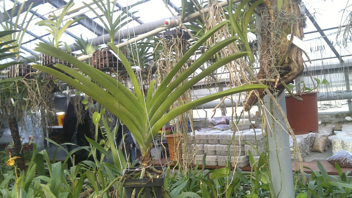 Ascocenda Butterfly x Vanda Chavananonda x Ascocenda Kultana Brown.jpg