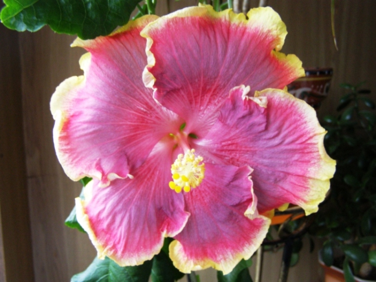 Найт Руннер.JPG