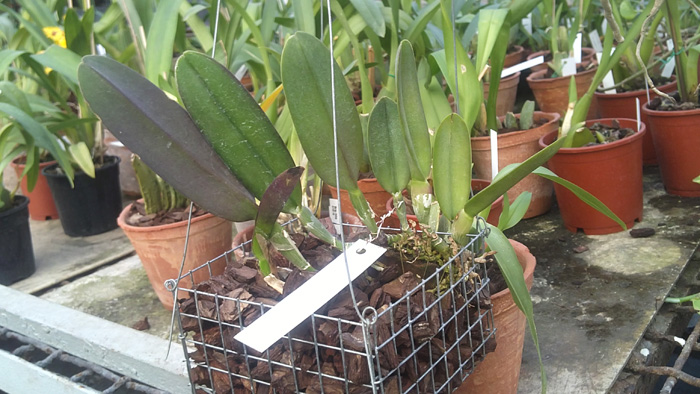 Rhyncholaelia digbyana1.jpg