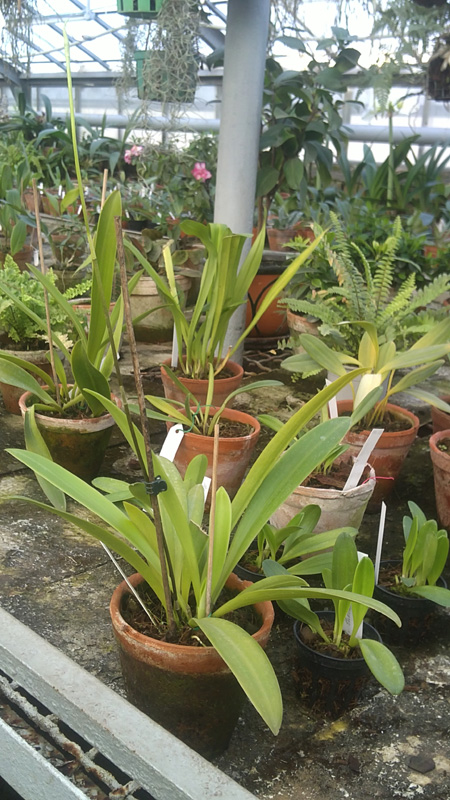 Masdevallia regina.jpg