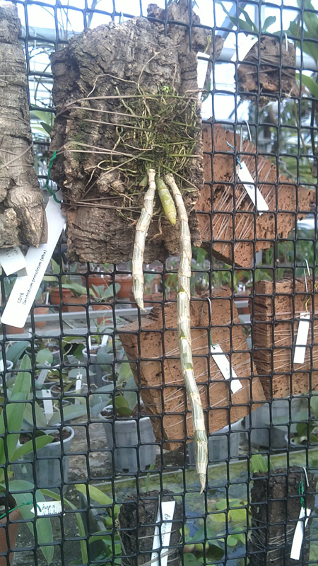 Dendrobium primulinum alba.jpg