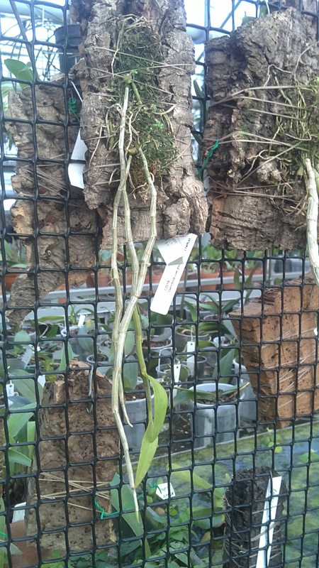 Dendrobium pierardi.jpg