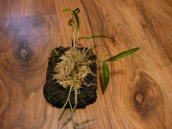 Dendrobium christyanum.JPG