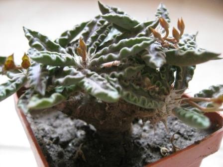 Euphorbia tulearensis: