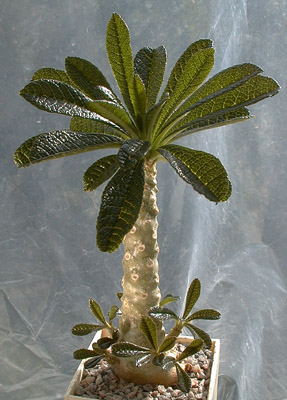 Dorstenia_gigas.jpg