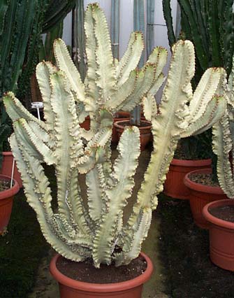 Euphorbia-ingens-variegata.jpg