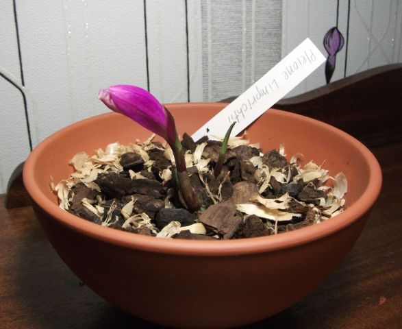 pleione_limprichtii.jpg