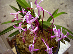 Darwinara Rainbow Stars.jpg