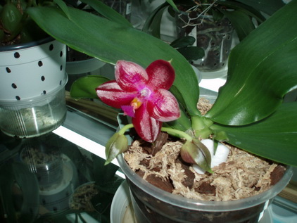 начало цветения