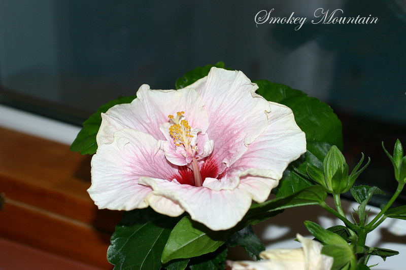 IMG_1812s.JPG