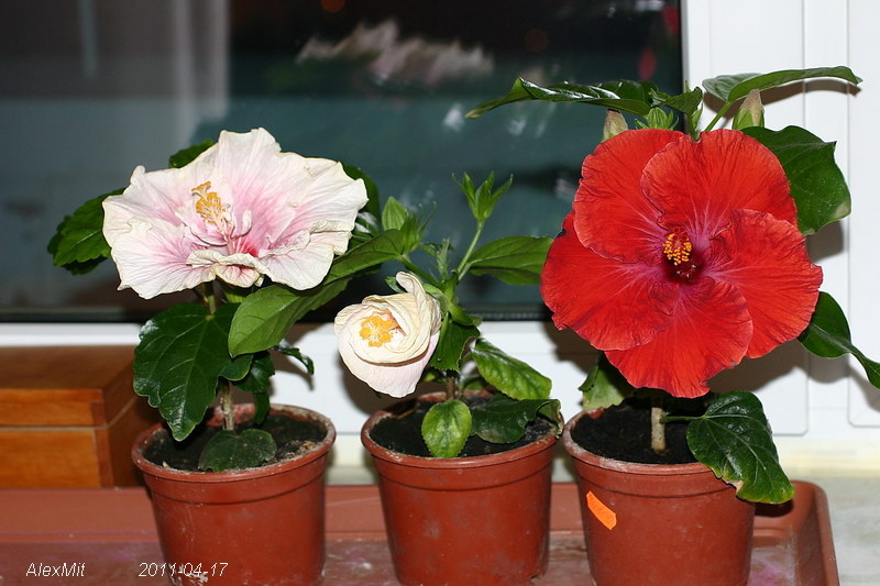 IMG_1814s.JPG