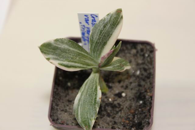 Crassula Tricolor.JPG