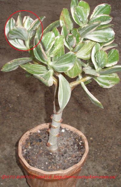 Crassula ovata var. variegata 'Tricolor'.jpg