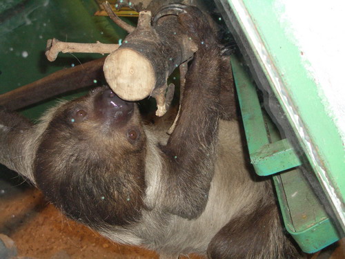 2006 09 23 zoo leniv 02.jpg