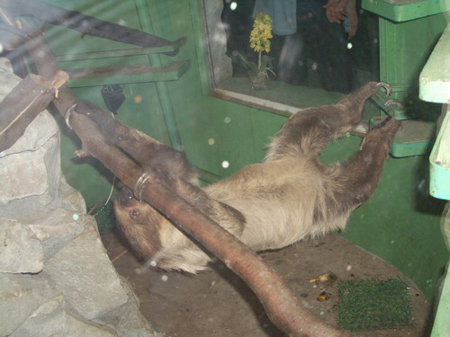 2006 09 23 zoo leniv 06.jpg