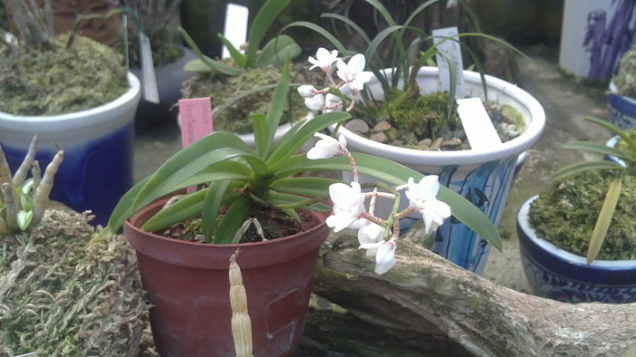 Sarcochilus Fitzhart Fitzgeraldii х hartmannii.jpg