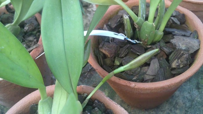 trichopilia tortilis.jpg