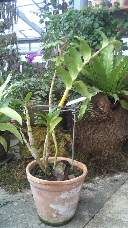 Dendrobium sanderae luzonicum.jpg