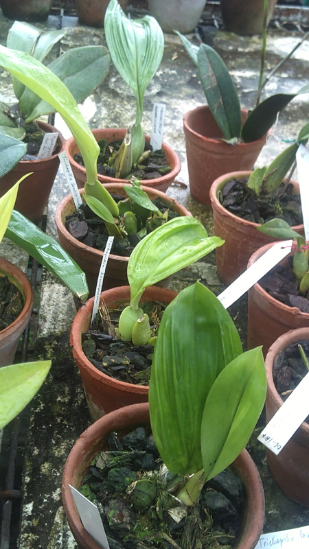 Trichopilia hennisiana.jpg