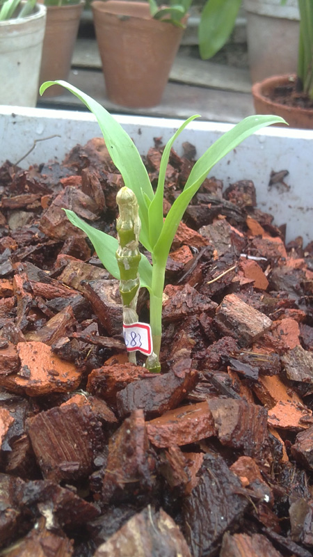 pendulum х self.jpg