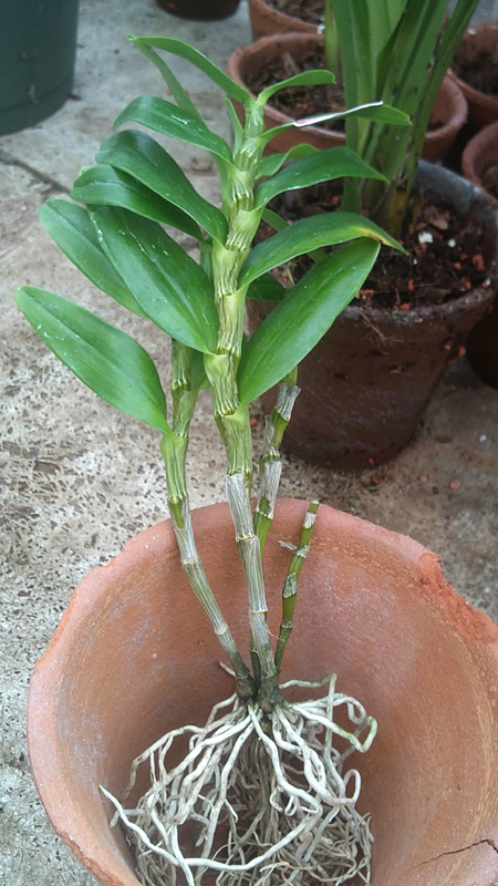 Hamara Lake Kumi.jpg