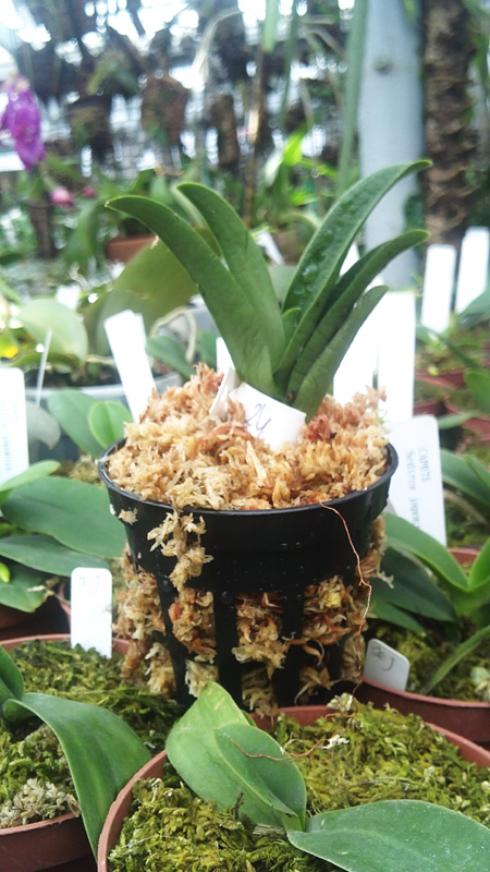 Sarcochillus fitzgeraldii.jpg