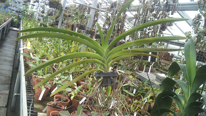 Vanda Robert Delight Pink Diamond.jpg