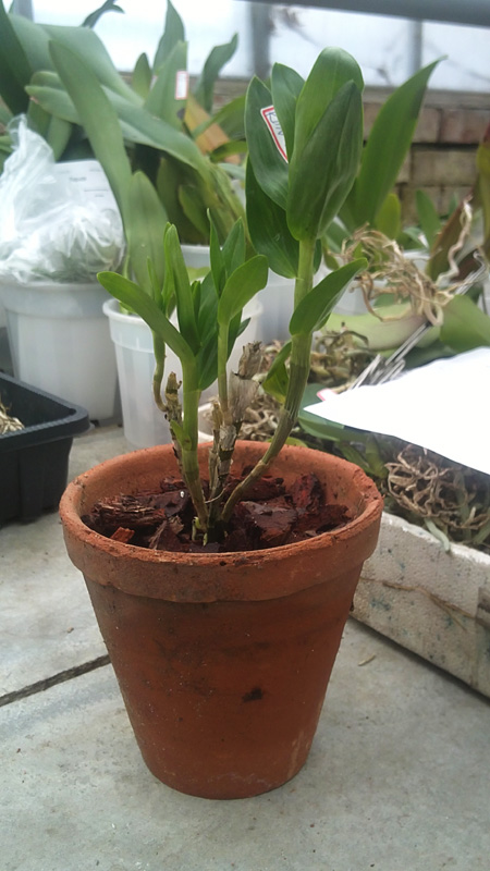 Dendrobium Stardust Firebird.jpg