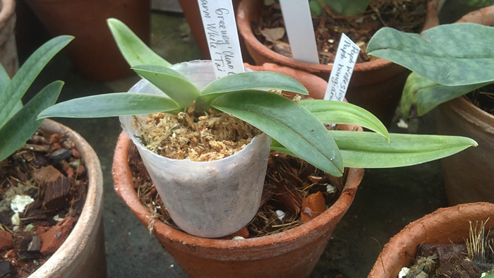 Paphiopedilum InCharm Greenery Chao Chou x Paphiopedilum InCharm White Tai Min.jpg