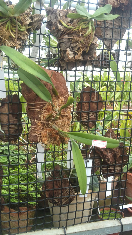 Bulbophyllum medusae.jpg