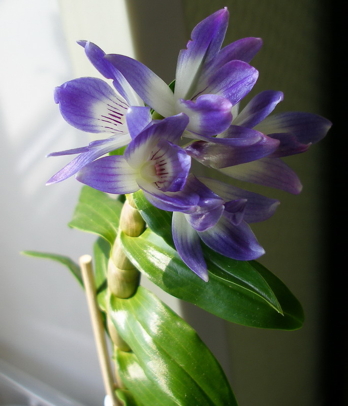 Dendrobium_victoria-reginae_Schwerter_800x600_04_260411.jpg