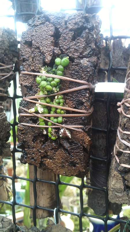 Bulbophyllum moniliforme.jpg