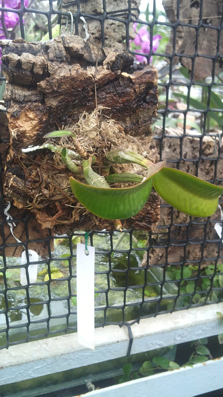 Cattleya nobilior tipo Rafael Wenzel x Cattleya nobilior tipo Luciana.jpg