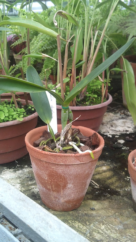 Laelia tenebrosa.jpg