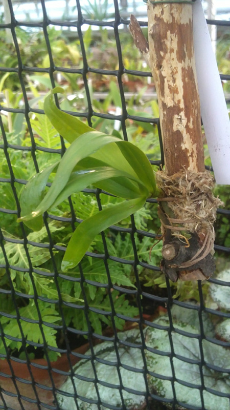 Cyrtorchis chailluana.jpg