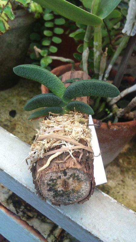 Angraecum aloifolium.jpg