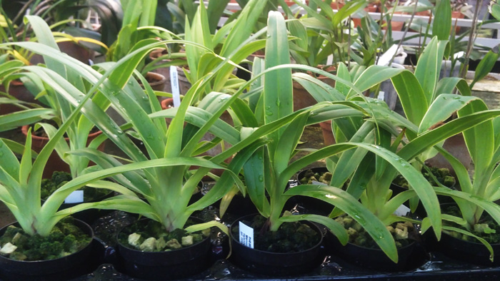 Phragmipedium Memoria Dick Clements.jpg