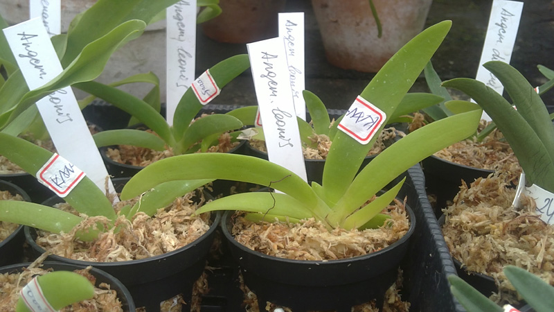 Angraecum leonis.jpg